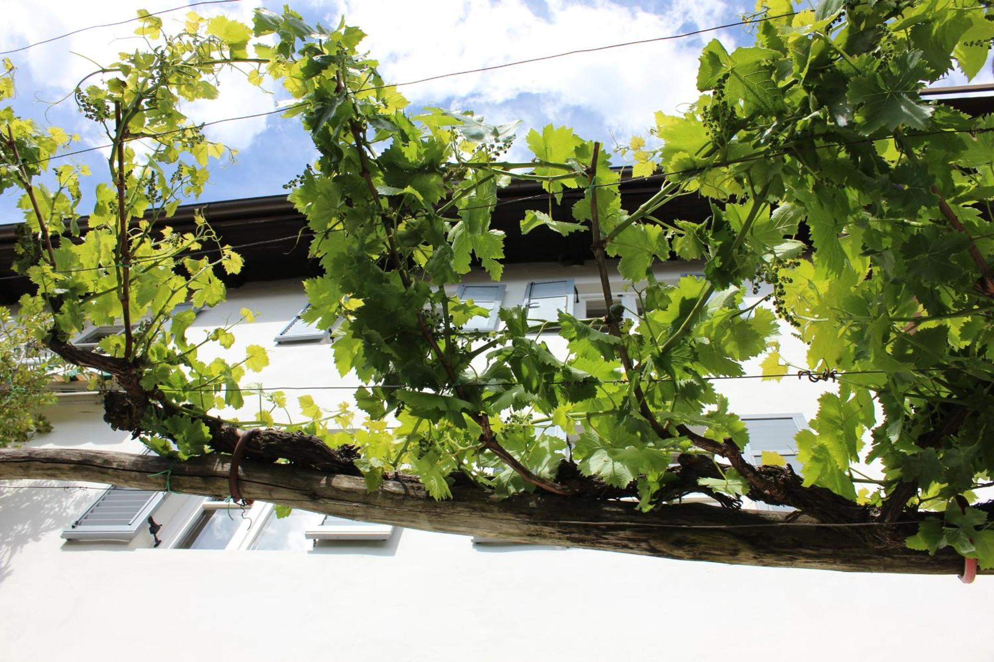 Alloggio per agriturismo Weingut Pardellerhof Marlengo